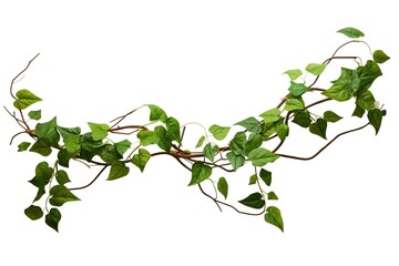 Wall Mural - Vine plant isolated on white background.