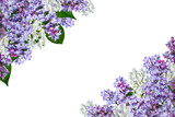 Fototapeta Lawenda - Spring flower corner arrangement. Blooming lilac flowers as a frame isolated on a white background. Design element for creating postcards, wedding cards and invitation. Overlay background.