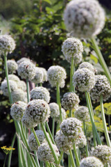 Poster - Vegetable onions bloom in the garden