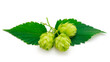 Hops isolated. Green fresh leaf, stem and hop cone bunch.