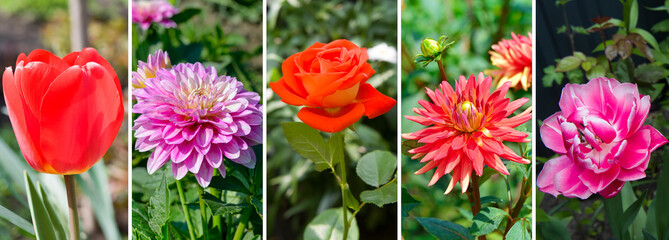 Wall Mural - Photo collage of flowers . Wide photo.