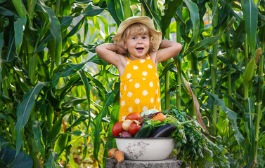 Wall Mural - A child is harvesting vegetables in the garden. selective focus.