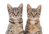 Fototapeta Koty - Two gray cats.