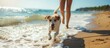 © AkuAku - An adorable dog enjoys a playful day at the beach, accompanied by its loving owner who can be seen in the background.