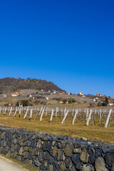 Poster - vineyard in Somlo (Somlyo) hill, Veszprem county, Hungary