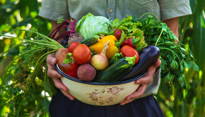 Wall Mural - A man farmer is harvesting vegetables in the garden. selective focus.