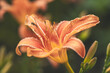 liliowiec rdzawy piękny kwiat o kształcie kielicha