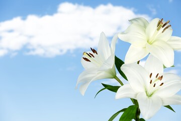Wall Mural - White  fresh beautiful flowers on sky background
