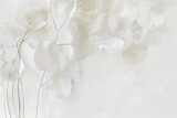 Fototapeta Londyn - A vase filled with white flowers on top of a table. Barely there florals on white background. White lunaria flowers