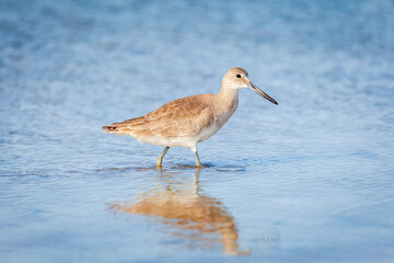 Poster - Willet wading