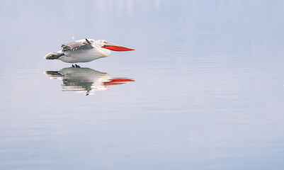 Wall Mural - pelicans flying low on the lake