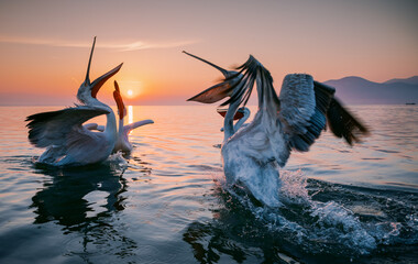 Sticker - pelican on the sea at sunset