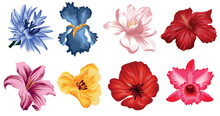 Large Set Of Flowers, Namely From The Opened Buds Of Magnolia, Lily, Cornflower, Iris, Orchid, Poppy, Mallow And Tulip