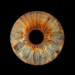 © FotoGal - green and brown eye