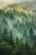 Forest in morning light, mist weaving through evergreens, casting dreamlike glow over vibrant green landscape