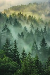 Wall Mural - forest in morning light, mist weaving through evergreens, casting dreamlike glow over vibrant green 