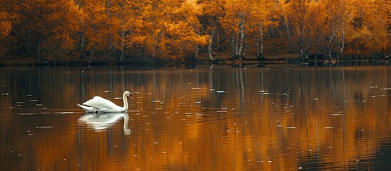 Wall Mural - A white swan glides through a lake, its graceful form mirrored by the autumn forest on the surrounding shore.