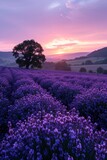 Fototapeta Lawenda - Lavender fields stretch towards lone tree against sunrise, hues of purple and pink under pastel sky