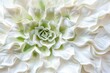 White and green succulent plant top view
