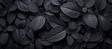 This Photo Features A Cluster Of Black Leaves Adorned With Glistening Water Droplets, Providing A Textured And Captivating Image Suitable For Wallpaper And Background Purposes.