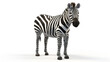 An obedient zebra with an endearing look, 3D rendered and isolated on a white background in a unique pose.