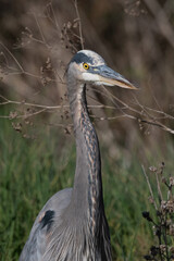 Wall Mural - Great Blue Heron Close Up Portrait