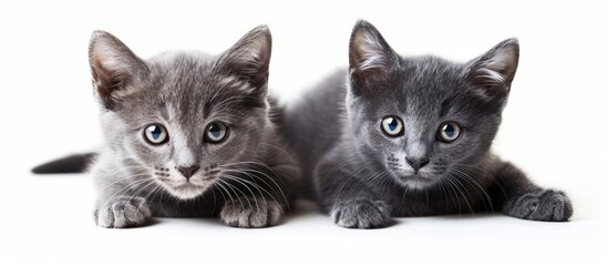 Wall Mural - Cute pair of fluffy kittens lying on the ground in a relaxed position