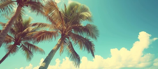 Poster - Tropical Paradise: Serene Beach Scene with Majestic Palm Trees Swaying in the Breeze