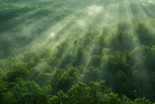 View Of Radiant Sunbeams Filtering Through The Mist Over A Lush, Green Forest