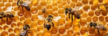 A Group Of Pollinator Insects, Known As Bees, Are Clustered On A Honeycomb Within Their Beehive. The Honeycombs Cells Are Filled With Sweet, Ambercolored Honey