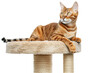 Ginger cat lying on a cat tower looking into the distance, isolated on transparent background.
