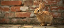 A Mountain Cottontail Rabbit With Whiskers Is Standing In Front Of A Brick Wall, A Terrestrial Animal Commonly Found In Grassy Areas