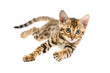 Bengal kitten running and sprinting, isolated on transparent background.