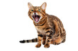 Bengal cat showing it's fangs, angrily meowing, isolated on transparent background.