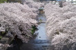 会下山橋から見下ろした桜と恩田川と扇橋1
