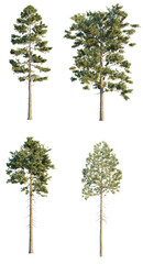 Sticker - Pinus ponderosa 4k png transparent cutout