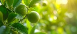 Fototapeta  - A close up of various citrus fruits growing on a tree branch, including Rangpur lime, Calamondin, Sweet lemon, Meyer lemon, Bitter orange, Persian lime, Lemon, and Mandarin orange