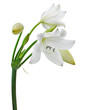 Crinum moorei flowers, Natal Lily, White Lily isolated on white background 