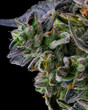 high-resolution image of cannabis calyx on a cannabis cola