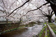 恩田川に覆いかぶさるように咲く満開の桜4