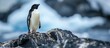 A penguin, a species of perching bird with feathered wings, a beak, and a body adapted for swimming, is standing on top of a rock near the water