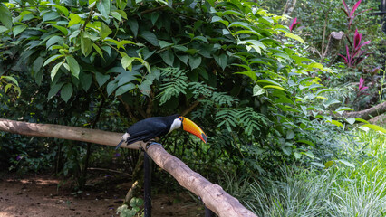 A bright tropical bird Big Toucan Ramphastos toco sits on a perch in the garden. Black and white plumage, huge orange beak, blue eyes. Side view. Brazil. Bird Park. Foz do Iguacu  