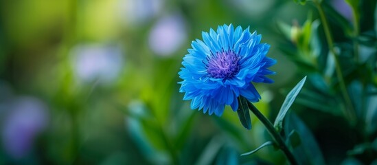 Sticker - Gorgeous Blue Flower with Lush Green Leaves in Vibrant Background