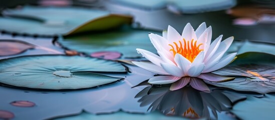 Canvas Print - Serene white lotus flower gracefully floating in a peaceful pond