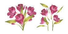 Set Of Alstroemeria Branches. Beautiful Peruvian Lilly. Pink Bright Flowers For Background Design, Invitations. Watercolor Illustration Of A Bud With Greenery On An Isolated White Background