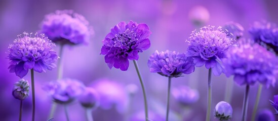 Wall Mural - Blooming purple flowers peacefully thriving in the center of lush meadow