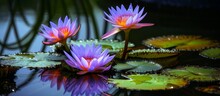 Three Purple Water Lilies, Aquatic Flowering Plants, Are Flourishing Among Lily Pads In A Pond, Showcasing Their Vibrant Petals And Adding Beauty To The Waters Surface