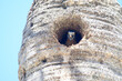 Woodpecker in nest
