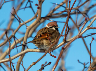 Canvas Print - Portrait of a sparrow on a tree branch