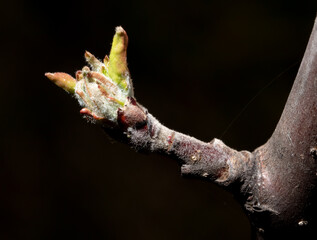 Sticker - Swollen buds of an apple tree on a branch in spring. Macro